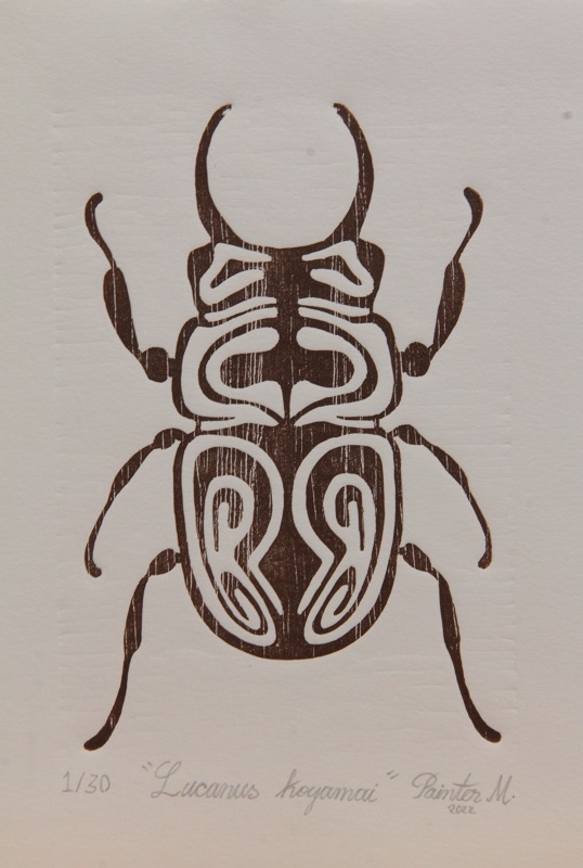 Lucanus Koyamai
